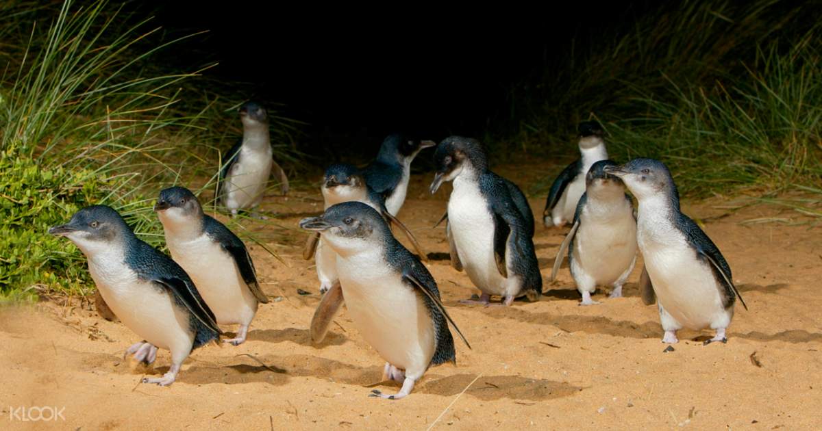 Phillip Island Promotion Phillip Island Promotion